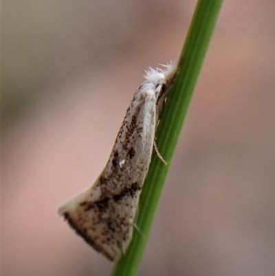 Thema (genus) (A Concealer moth) at Aranda Bushland - 9 Feb 2023 by CathB
