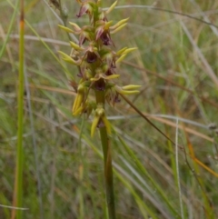 Corunastylis oligantha (Mongarlowe Midge Orchid) at Borough, NSW - 9 Feb 2023 by Paul4K