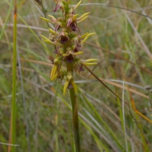 Corunastylis oligantha at Borough, NSW - 9 Feb 2023