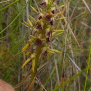 Corunastylis oligantha at Borough, NSW - 9 Feb 2023