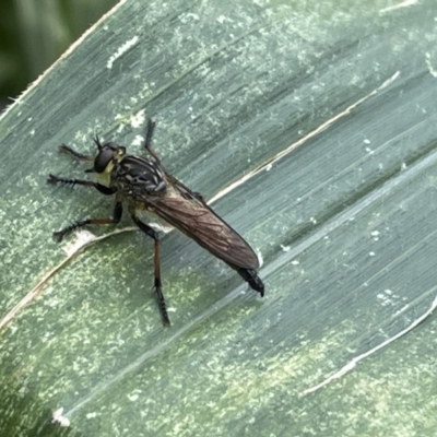 Zosteria rosevillensis (A robber fly) at Ainslie, ACT - 11 Feb 2023 by JARS