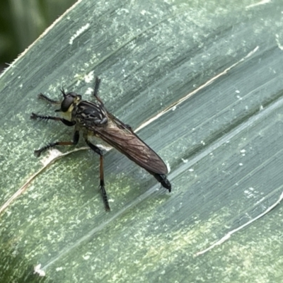Zosteria rosevillensis (A robber fly) at Ainslie, ACT - 10 Feb 2023 by JARS