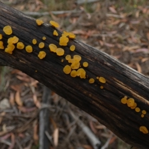 zz jelly-like puzzles at Borough, NSW - 9 Feb 2023