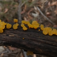 zz jelly-like puzzles at Borough, NSW - 9 Feb 2023