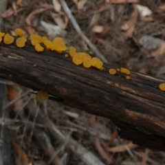 zz jelly-like puzzles at Borough, NSW - 9 Feb 2023