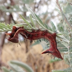 Neola semiaurata (Wattle Notodontid Moth) at Cook, ACT - 9 Feb 2023 by CathB