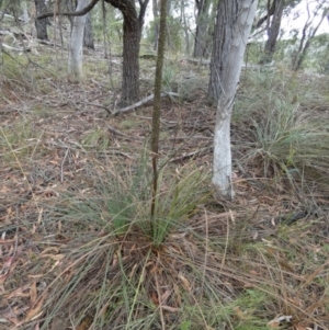 Xanthorrhoea concava at suppressed - suppressed