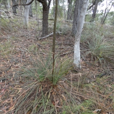 Xanthorrhoea concava (Grass Tree) at QPRC LGA - 9 Feb 2023 by Paul4K