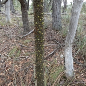 Xanthorrhoea concava at Borough, NSW - 9 Feb 2023