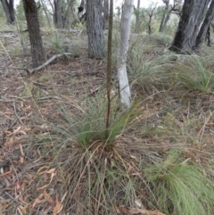 Xanthorrhoea concava at suppressed - suppressed