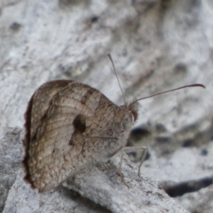 Geitoneura klugii (Marbled Xenica) at QPRC LGA - 9 Feb 2023 by Paul4K