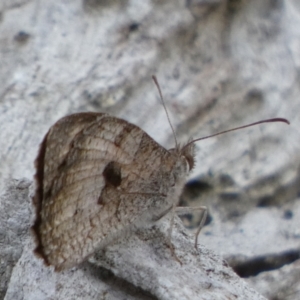 Geitoneura klugii at Borough, NSW - suppressed