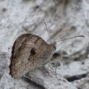 Geitoneura klugii at Borough, NSW - suppressed