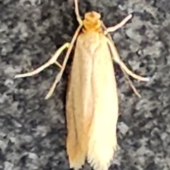 Webbing clothes moth, Tineola bisselliella.