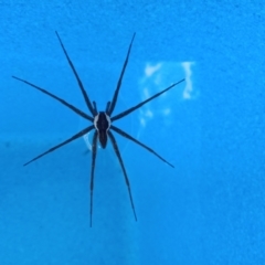 Dolomedes (genus) (Fishing spider) at Holder, ACT - 11 Feb 2023 by Miranda