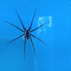 Dolomedes sp. (genus) (Fishing spider) at Holder, ACT - 11 Feb 2023 by Miranda