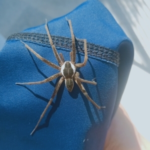 Dolomedes sp. (genus) at Holder, ACT - 11 Feb 2023