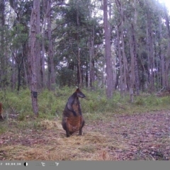 Wallabia bicolor (Swamp Wallaby) at Oakdale, NSW - 11 Feb 2023 by bufferzone