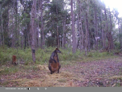 Wallabia bicolor (Swamp Wallaby) at Oakdale, NSW - 11 Feb 2023 by bufferzone