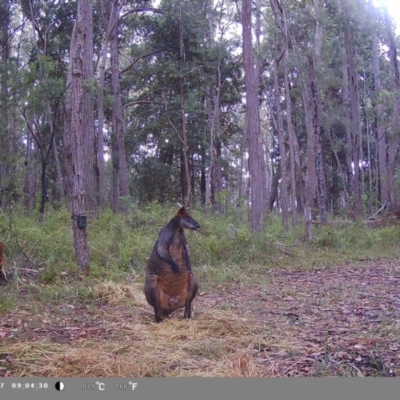 Wallabia bicolor (Swamp Wallaby) at Wollondilly Local Government Area - 11 Feb 2023 by bufferzone