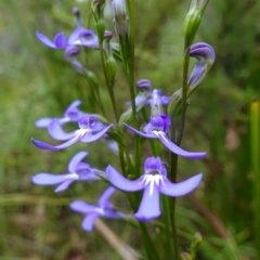 Lobelia dentata/gibbosa (Lobelia dentata or gibbosa) at Cotter River, ACT - 4 Feb 2023 by RobG1