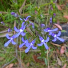 Lobelia dentata/gibbosa at suppressed - suppressed