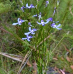 Lobelia dentata/gibbosa at suppressed - suppressed