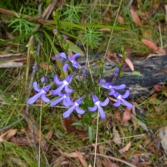 Lobelia dentata/gibbosa at suppressed - suppressed