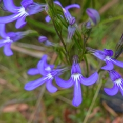 Lobelia dentata/gibbosa at suppressed - suppressed