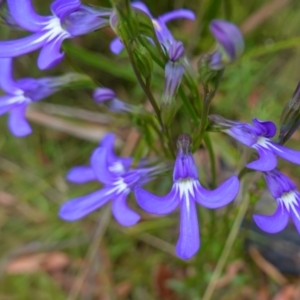 Lobelia dentata/gibbosa at suppressed - suppressed