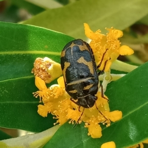 Choerocoris variegatus at Holder, ACT - 11 Feb 2023