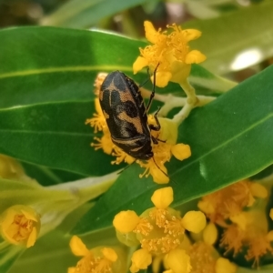 Choerocoris variegatus at Holder, ACT - 11 Feb 2023