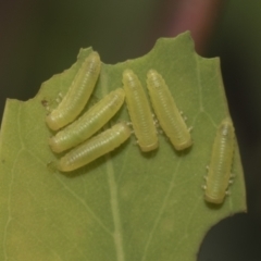 Paropsisterna sp. ("Ch11" of DeLittle 1979) (A leaf beetle) at Hawker, ACT - 25 Jan 2023 by AlisonMilton