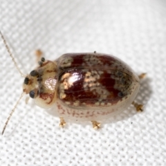 Paropsisterna sp. ("Ch11" of DeLittle 1979) at Hawker, ACT - 26 Jan 2023 09:06 AM