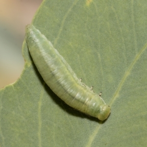 Paropsisterna sp. ("Ch11" of DeLittle 1979) at Hawker, ACT - 26 Jan 2023 09:06 AM