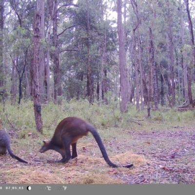 Wallabia bicolor (Swamp Wallaby) at Wollondilly Local Government Area - 11 Feb 2023 by bufferzone