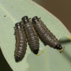 Paropsisterna agricola (Eucalyptus leaf beetle) at Hawker, ACT - 25 Jan 2023 by AlisonMilton