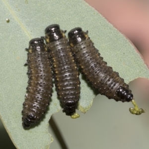 Paropsisterna agricola at Hawker, ACT - 25 Jan 2023