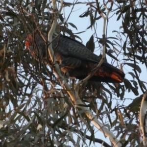 Callocephalon fimbriatum at Borough, NSW - suppressed