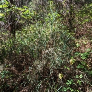 Bossiaea grayi at Kambah, ACT - 11 Feb 2023