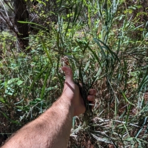 Bossiaea grayi at Kambah, ACT - suppressed