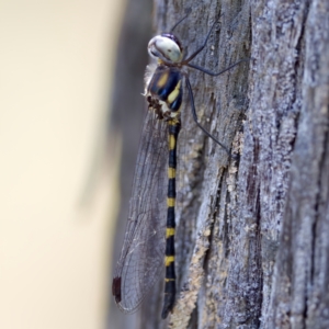 Cordulephya pygmaea at Carwoola, NSW - 11 Feb 2023 01:41 PM