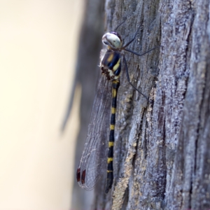 Cordulephya pygmaea at Carwoola, NSW - 11 Feb 2023 01:41 PM