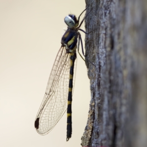 Cordulephya pygmaea at Carwoola, NSW - 11 Feb 2023 01:41 PM