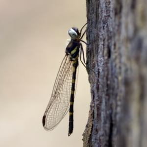 Cordulephya pygmaea at Carwoola, NSW - 11 Feb 2023 01:41 PM