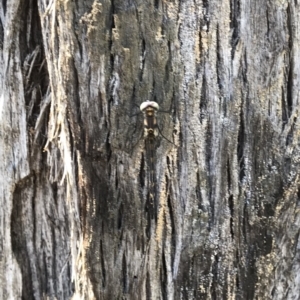 Cordulephya pygmaea at Carwoola, NSW - 11 Feb 2023
