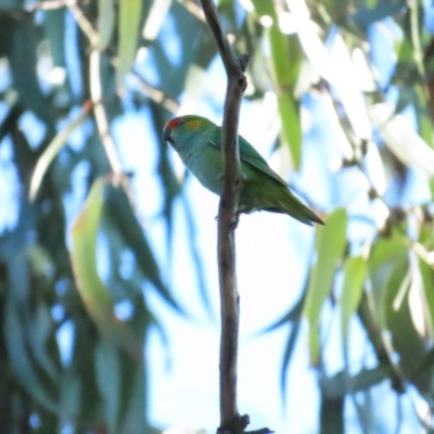 Parvipsitta porphyrocephala (Purple-crowned Lorikeet) at Barton, ACT - 11 Feb 2023 by BenW