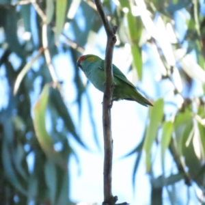 Parvipsitta porphyrocephala at Barton, ACT - 11 Feb 2023