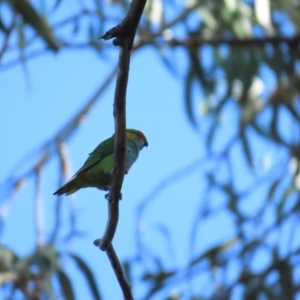 Parvipsitta porphyrocephala at Barton, ACT - 11 Feb 2023