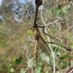 Suhpalacsa flavipes (Yellow Owlfly) at Jerrabomberra, ACT - 11 Feb 2023 by Christine